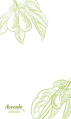 Avokado ve dilimler hazır. Avokado yağı şişesi skeci. Avokado çizimi, dilimlenmiş ve yapraklar. Avokadonun botanik çizimi. Sulu tropik meyveler. Etiketler, posterler, baskılar için harika..