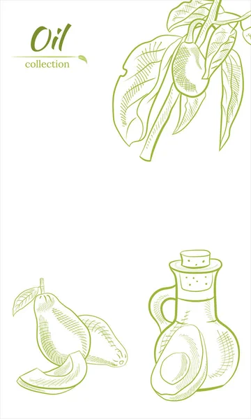 矢量手绘鳄梨和切片设置 鳄梨油瓶草图 整个鳄梨的素描 切片和叶子 鳄梨的植物学说明 多汁的热带水果 很适合标签 印刷品 — 图库矢量图片