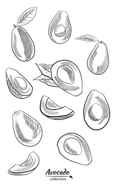 Avokado ve dilimler hazır. Avokado çizimi, dilimlenmiş ve yapraklar. Avokadonun botanik çizimi. Sulu tropik meyveler. Etiketler, posterler, baskılar için harika..
