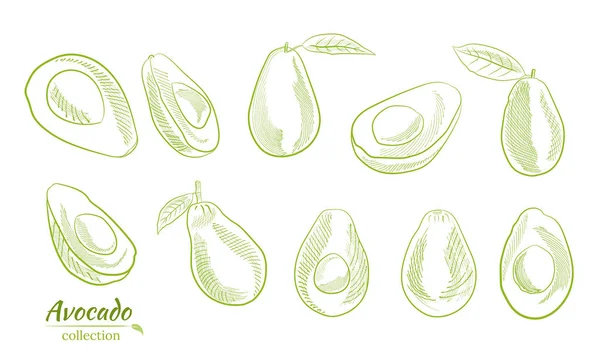 Avokado ve dilimler hazır. Avokado çizimi, dilimlenmiş ve yapraklar. Avokadonun botanik çizimi. Sulu tropik meyveler. Etiketler, posterler, baskılar için harika..