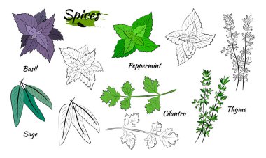 Bitki ve baharat seti. Doğal baharat ve kiraz bitkilerinin eskizi. Aromatik bitkilerin botanik çizimleri. 