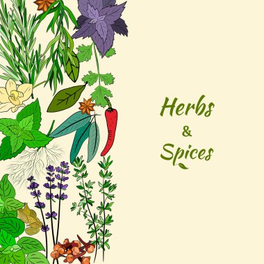 Bitki ve baharat seti. Doğal baharat ve kiraz bitkilerinin eskizi. Aromatik bitkilerin botanik çizimleri. 