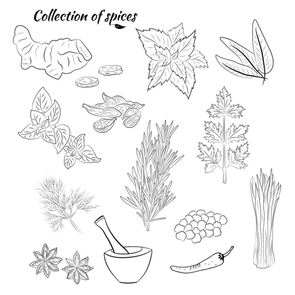 ハーブとスパイスをセットしました 天然のスパイスとキチンハーブのスケッチ 芳香植物の植物図 — ストックベクタ