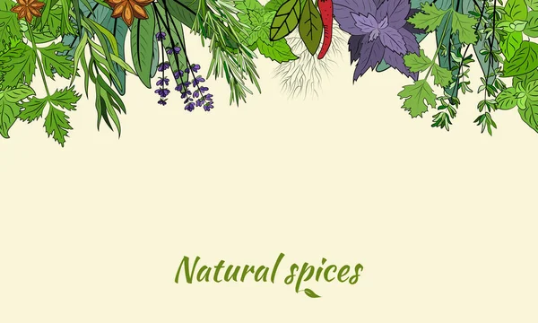 Bitki ve baharat seti. Doğal baharat ve kiraz bitkilerinin eskizi. Aromatik bitkilerin botanik çizimleri. 