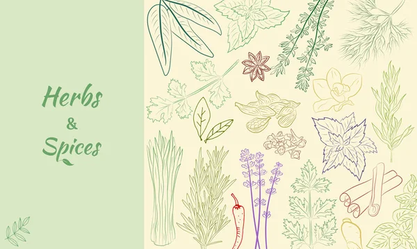 Bitki ve baharat seti. Doğal baharat ve kiraz bitkilerinin eskizi. Aromatik bitkilerin botanik çizimleri. 