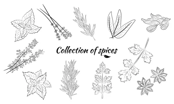 Nakreslené Bylinky Koření Skica Přírodního Koření Kithenových Bylin Botanické Ilustrace — Stockový vektor