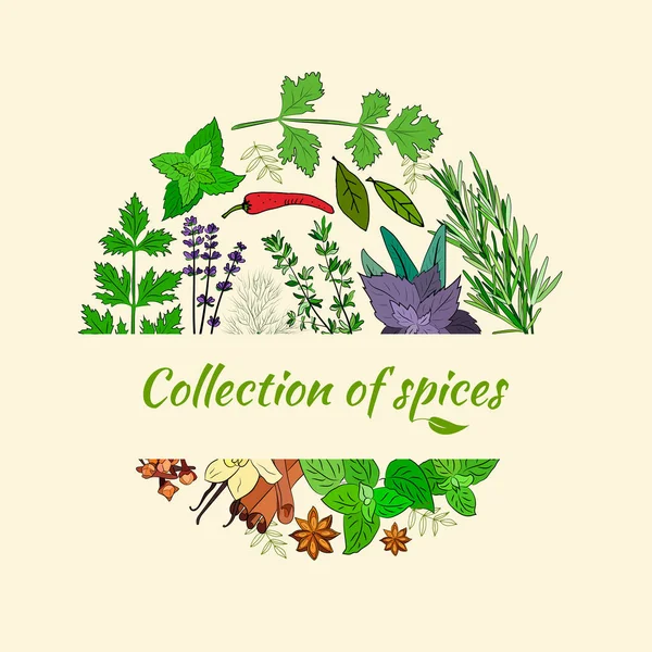 Nakreslené Bylinky Koření Skica Přírodního Koření Kithenových Bylin Botanické Ilustrace — Stockový vektor