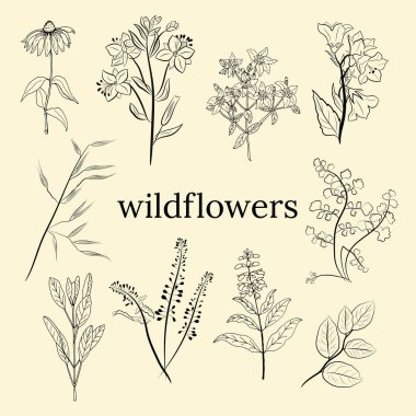El yapımı kır çiçekleri ve otlar. Yaz çiçekleri, bitkiler ve yaprakların çizimi. Çayır bitkileri koleksiyonu. Botanik illüstrasyon. Yaz ve bahar desing için dekoratif elementler.