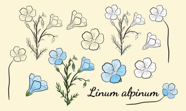 Yaz tasarımı için Linum alpinum ya da Flax 'ın ana hatlı olarak botanik çizimi. Yaz çiçekleri ve yapraklarının çizimi. Çayır bitkileri koleksiyonu. Bahar desing için dekoratif elementler.
