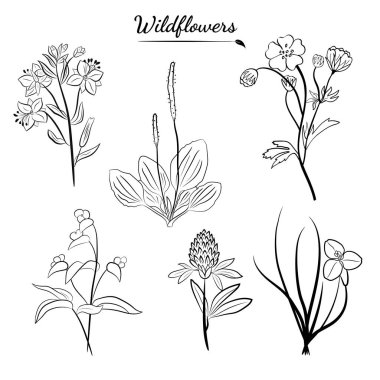 El yapımı kır çiçekleri ve otlar. Yaz çiçekleri, bitkiler ve yaprakların çizimi. Çayır bitkileri koleksiyonu. Botanik illüstrasyon. Yaz ve bahar desing için dekoratif elementler.