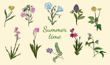 El yapımı kır çiçekleri ve otlar. Yaz çiçekleri, bitkiler ve yaprakların çizimi. Çayır bitkileri koleksiyonu. Botanik illüstrasyon. Yaz ve bahar desing için dekoratif elementler.