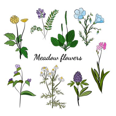 El yapımı kır çiçekleri ve otlar. Yaz çiçekleri, bitkiler ve yaprakların çizimi. Çayır bitkileri koleksiyonu. Botanik illüstrasyon. Yaz ve bahar desing için dekoratif elementler.