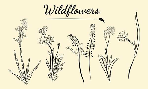 Hand drawn set of wildflowers and herbs. Sketch of summer flowers, herbs and leaves. Collection of meadow plants. Botanical illustration. Decorative elements for summer and spring desing.