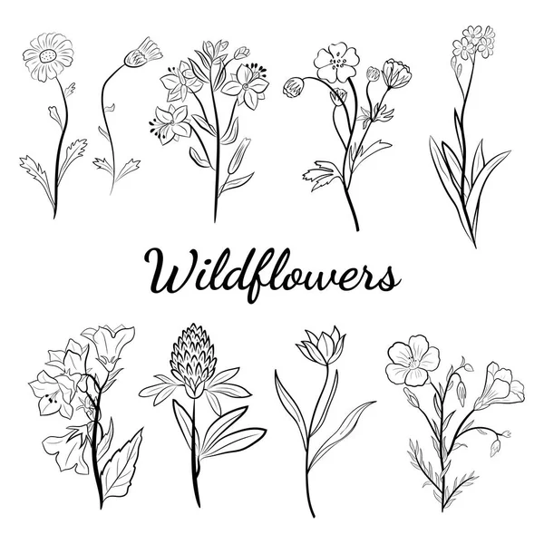 El yapımı kır çiçekleri ve otlar. Yaz çiçekleri, bitkiler ve yaprakların çizimi. Çayır bitkileri koleksiyonu. Botanik illüstrasyon. Yaz ve bahar desing için dekoratif elementler.