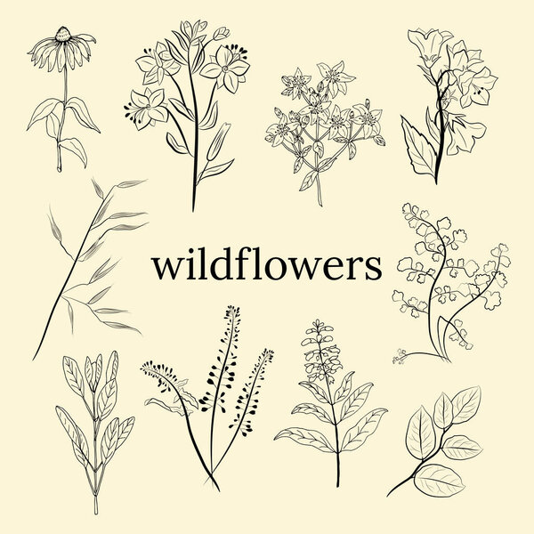 Ручной набор полевых цветов и трав. Эскиз летних цветов, трав и листьев. Коллекция луговых растений. Ботаническая иллюстрация. Декоративные элементы для летнего и весеннего оформления.