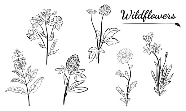 El yapımı kır çiçekleri ve otlar. Yaz çiçekleri, bitkiler ve yaprakların çizimi. Çayır bitkileri koleksiyonu. Botanik illüstrasyon. Yaz ve bahar desing için dekoratif elementler.