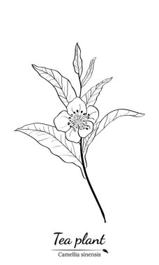 Bir çay bitkisinin dalları, yaprakları ve çiçekleri. Dalların siluetleri ve çay çalılarının yaprakları. Çay yaprakları. Botanik illüstrasyon.