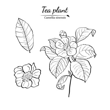 Bir çay bitkisinin dalları, yaprakları ve çiçekleri. Dalların siluetleri ve çay çalılarının yaprakları. Çay yaprakları. Botanik illüstrasyon.