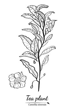 Bir çay bitkisinin dalları, yaprakları ve çiçekleri. Dalların siluetleri ve çay çalılarının yaprakları. Çay yaprakları. Botanik illüstrasyon.