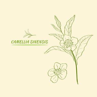 Bir çay bitkisinin dalları, yaprakları ve çiçekleri. Dalların siluetleri ve çay çalılarının yaprakları. Çay yaprakları. Botanik illüstrasyon.