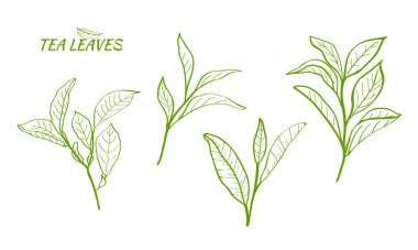 Çay bitkisi dalları ve yaprakları, dallar ve çay çalılarının yaprakları, çay yaprakları. Botanik illüstrasyon.