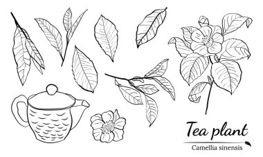 Bir çay bitkisinin dalları, yaprakları ve çiçekleri. Dalların siluetleri ve çay çalılarının yaprakları. Çay yaprakları. Botanik illüstrasyon.