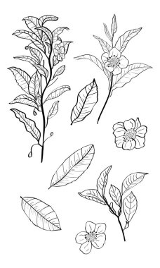 Bir çay bitkisinin dalları, yaprakları ve çiçekleri. Dalların siluetleri ve çay çalılarının yaprakları. Çay yaprakları. Botanik illüstrasyon.