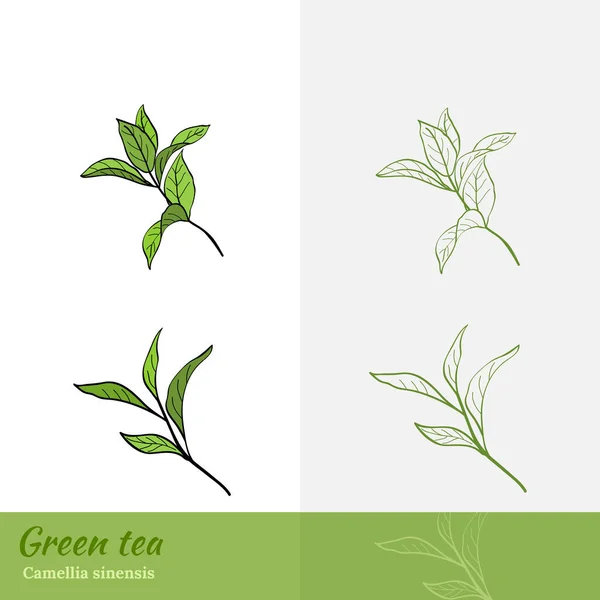 Bir dizi çay yaprakları, dallar ve çay çalılarının yaprakları ile dizayn edilme şablonu. Botanik illüstrasyon.