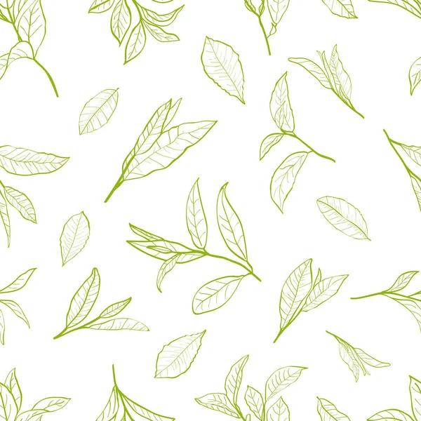 Bir çay bitkisinin yapraklarıyla kusursuz bir desen. Çay bitkisi dalları ve yaprakları. Dalların siluetleri ve çay çalılarının yaprakları. Çay yaprakları..