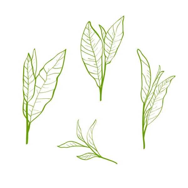 茶畑の枝や葉のセット 茶畑の枝や葉のシルエット 茶葉のスケッチ 植物図 — ストックベクタ