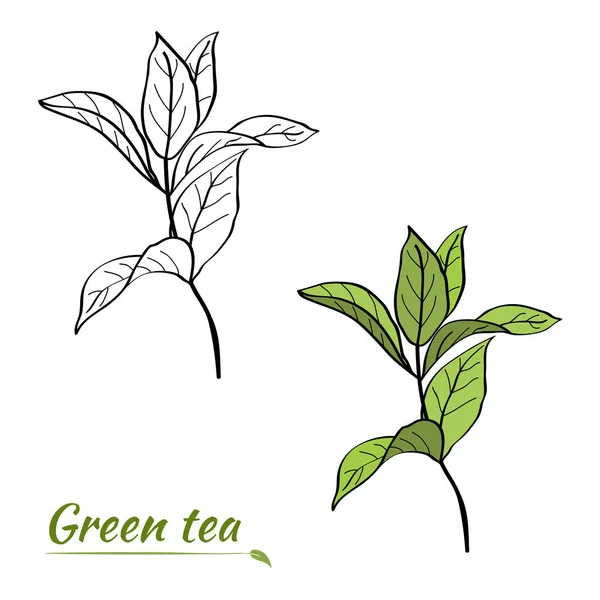 Set Aus Zweigen Und Blättern Von Teepflanzen Silhouetten Von Zweigen — Stockvektor