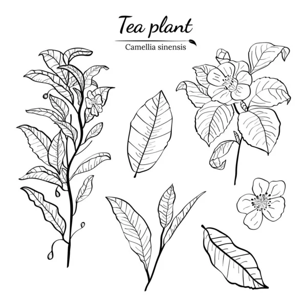 Conjunto Ramas Hojas Flores Una Planta Las Siluetas Las Ramas — Vector de stock