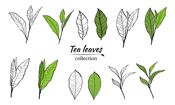 Çay bitkisi dalları ve yaprakları, dallar ve çay çalılarının yaprakları, çay yaprakları. Botanik illüstrasyon.