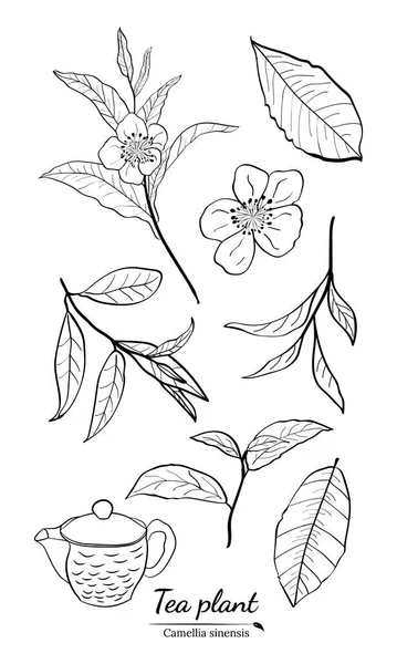 Set Aus Zweigen Blättern Und Blüten Einer Teepflanze Silhouetten Von — Stockvektor