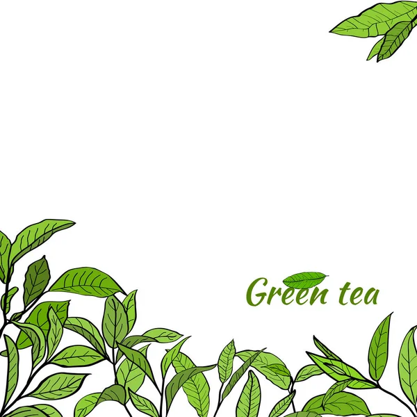 Bir dizi çay yaprakları, dallar ve çay çalılarının yaprakları ile dizayn edilme şablonu. Botanik illüstrasyon.