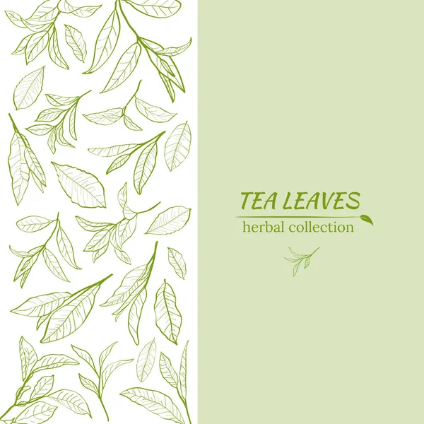Bir dizi çay yaprakları, dallar ve çay çalılarının yaprakları ile dizayn edilme şablonu. Botanik illüstrasyon.