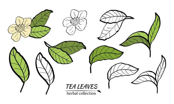 Набір Гілок Листя Квітів Чайної Рослини Силуети Гілок Листя Чаю — стоковий вектор