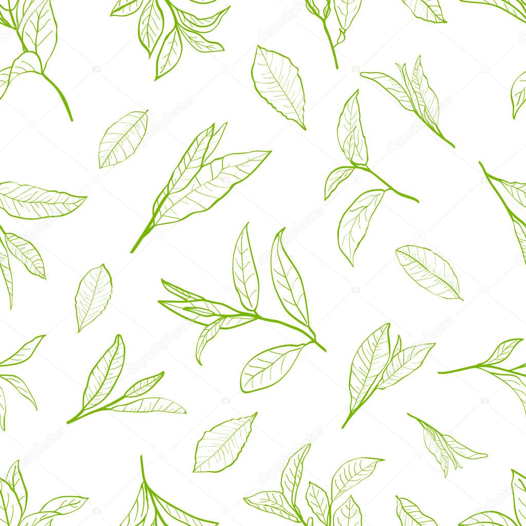 Seamless pattern with leaves  of a tea plant.Set of tea plant branches and leaves. Silhouettes of branches and leaves of a tea bush.Skcetch of tea leaves.