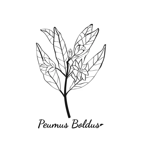 Boldo Peumus Boldus Aşçılık Aromatik Tıbbi Bitki Dallar Yapraklar Bir — Stok Vektör