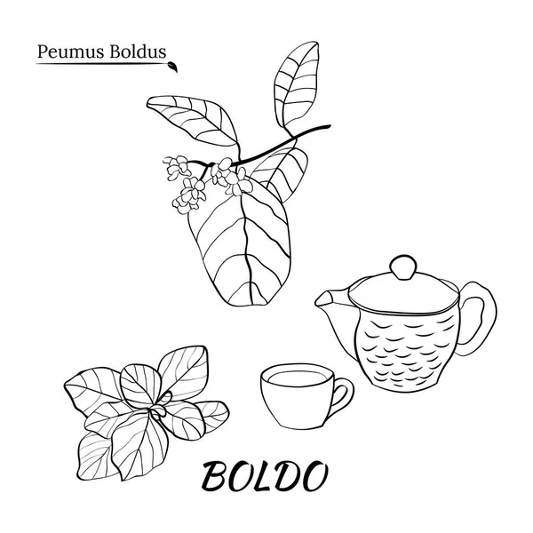 Boldo peumus boldus, aşçılık, aromatik ve tıbbi bitki. Dallar, yapraklar ve bir sürü çiçek. Botanik illüstrasyon. Tropik bitki.