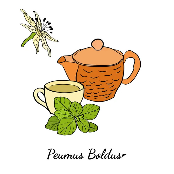 Šablona Pro Design Boldo Závod Boldo Peumus Boldus Kulinářské Aromatické — Stockový vektor