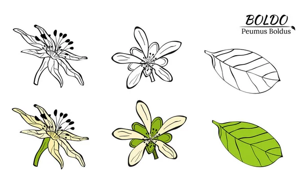 博尔多牡丹 芳香和药用植物 波尔多的一丛枝 叶和花 植物学说明 热带植物 — 图库矢量图片