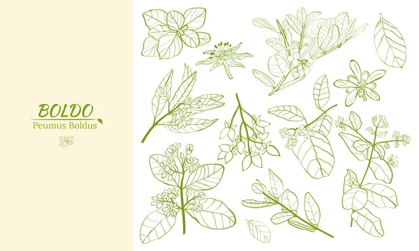 用于波尔多工厂设计的模板 博尔多牡丹 芳香和药用植物 波尔多的一丛枝 叶和花 植物学说明 热带植物 — 图库矢量图片