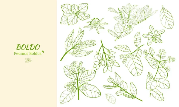 Boldo bitkisi tasarımı için şablon. Boldo peumus boldus, aşçılık, aromatik ve tıbbi bitki. Dallar, yapraklar ve bir sürü çiçek. Botanik illüstrasyon. Tropik bitki.