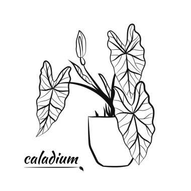 Caladium. Caladium yaprağı seti. Kaladyum bitkisinin yaprakları. Elle çizilmiş kaldyum yaprakları. Botanik illüstrasyon. 