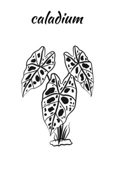 Caladium. Caladium yaprağı seti. Kaladyum bitkisinin yaprakları. Elle çizilmiş kaldyum yaprakları. Botanik illüstrasyon. 