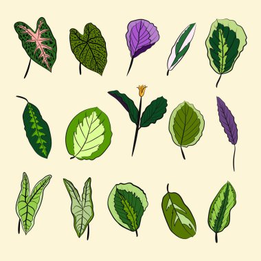 Caladium. Caladium yaprağı seti. Kaladyum bitkisinin yaprakları. Elle çizilmiş kaldyum yaprakları. Botanik illüstrasyon. 