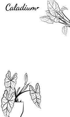 Caladium. Caladium yaprağı seti. Kaladyum bitkisinin yaprakları. Elle çizilmiş kaldyum yaprakları. Botanik illüstrasyon. 