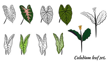 Caladium. Caladium yaprağı seti. Kaladyum bitkisinin yaprakları. Elle çizilmiş kaldyum yaprakları. Botanik illüstrasyon. 