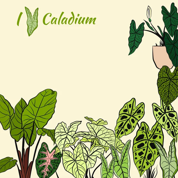 Caladium. Caladium yaprağı seti. Kaladyum bitkisinin yaprakları. Elle çizilmiş kaldyum yaprakları. Botanik illüstrasyon. 